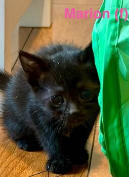 Marion -  Domestic Short Hair Cat Available for Adoption in Leonardtown, Maryland - Marion | PetCurious