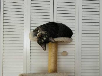 Rescue Domestic Short Hair Cats for Adoption in Meeker, Oklahoma - Punkin | PetCurious