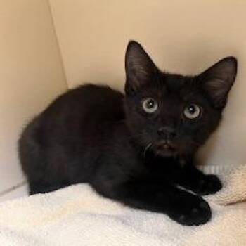 Domestic Short Hair Cats Available for Adoption - Berlioz | PetCurious