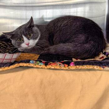 Domestic Short Hair Cats Available for Adoption in Kennebunk, Maine - Ella | PetCurious