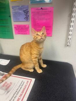 26-1150C -  Domestic Short Hair Cat for Adoption in Sorrento, Louisiana - 26-1150C | PetCurious