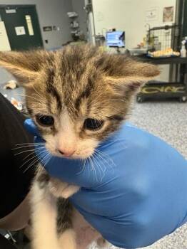 TRIXIE -  Domestic Short Hair Cat for Adoption in Thousand Palms, California - TRIXIE | PetCurious