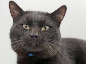 Domestic Short Hair Cats Available for Adoption in Portland, Oregon - Arrax | PetCurious
