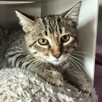 Sully -  Domestic Short Hair Cat for Adoption in Cedaredge, Colorado - Sully | PetCurious