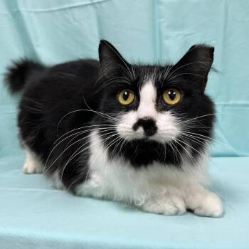 Fagin -  Domestic Medium Hair Cat for Adoption in Lyndhurst, Virginia - Fagin | PetCurious