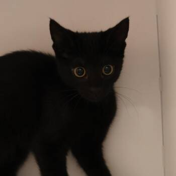 Jessie -  Domestic Short Hair Cat for Adoption in Briarcliff Manor, New York - Jessie | PetCurious