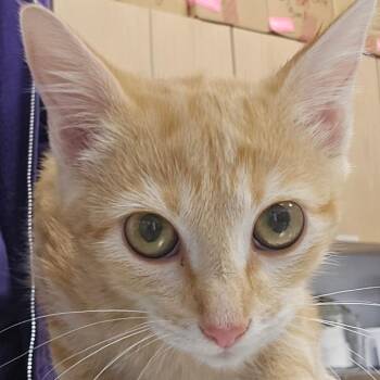 Bobbie -  Domestic Short Hair Cat for Adoption in Madisonville, Tennessee - Bobbie | PetCurious