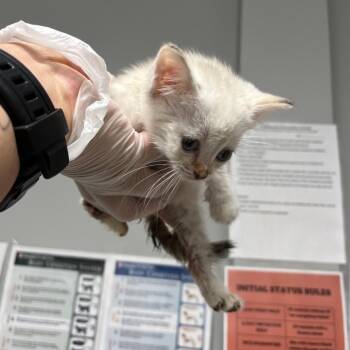 Cream -  Domestic Short Hair Cat for Adoption in Chattanooga, Tennessee - Cream | PetCurious