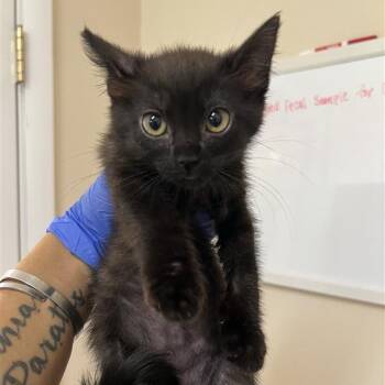 Alfredo -  Domestic Short Hair Cat for Adoption in Kanab, Utah - Alfredo | PetCurious