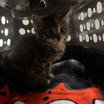 Applebee -  Domestic Long Hair Cat for Adoption in Charleston, West Virginia - Applebee | PetCurious