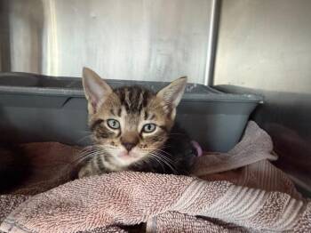 Macaroni -  Domestic Short Hair Cat for Adoption in Port Jervis, New York - Macaroni | PetCurious