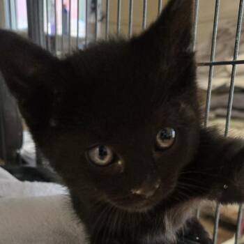 Porcini -  Domestic Medium Hair Cat for Adoption in Desert Hot Springs, California - Porcini | PetCurious