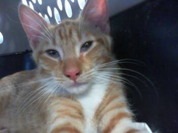 PAPRIKA -  Domestic Short Hair Cat for Adoption in Charlotte, North Carolina - PAPRIKA | PetCurious