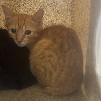 Obie -  Domestic Short Hair Cat for Adoption in Philadelphia, Pennsylvania - Obie | PetCurious