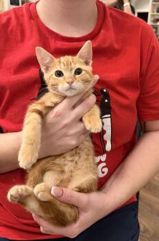 Cardinal (available for pre-adoption) -  Domestic Short Hair Cat for Adoption in Camden, South Carolina - Cardinal (available For Pre-adoption) | PetCurious