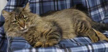 Rescue Domestic Long Hair Cats for Adoption in Thief River Falls, Minnesota - Remi | PetCurious