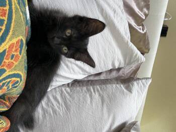 Rescue Domestic Medium Hair Cats for Adoption in Wanaque, New Jersey - Void | PetCurious