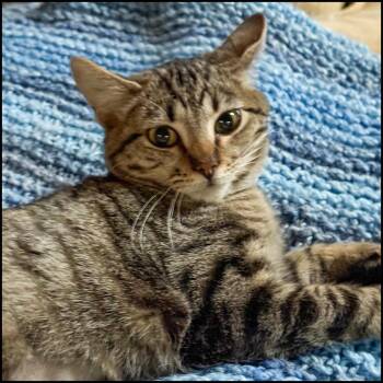 Rescue Domestic Short Hair and Tabby Cats for Adoption in Roswell, Georgia - Mavis | PetCurious