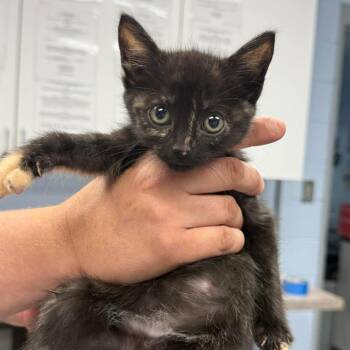 Domestic Short Hair Cats Available for Adoption in Martinsville, Virginia - Juls | PetCurious