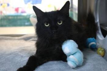 Domestic Long Hair and Domestic Short Hair Cats Available for Adoption in Brunswick, Georgia - Licorice | PetCurious