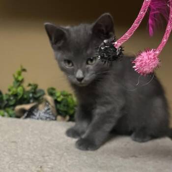 Gil -  Domestic Medium Hair Cat for Adoption in Concord, New Hampshire - Gil | PetCurious