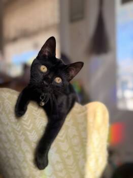 Acorn -  Domestic Short Hair Cat for Adoption in New Orleans, Louisiana - Acorn | PetCurious
