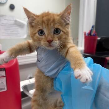 Enamel Paint -  Domestic Short Hair Cat for Adoption in Pekin, Illinois - Enamel Paint | PetCurious