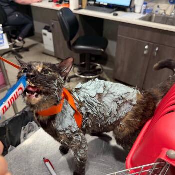 Sage -  Domestic Short Hair Cat for Adoption in Tampa, Florida - Sage | PetCurious