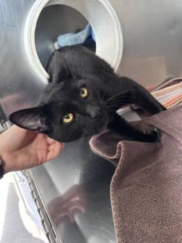 Rescue Domestic Short Hair Cats for Adoption in Roseville, California - Havoc | PetCurious