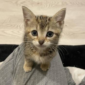 Calla Lily -  Domestic Short Hair Cat for Adoption in Indianapolis, Indiana - Calla Lily | PetCurious