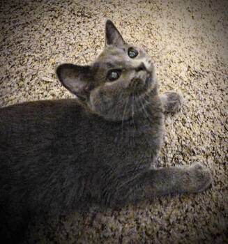 Xenia -  Domestic Short Hair Cat for Adoption in Maineville, Ohio - Xenia | PetCurious