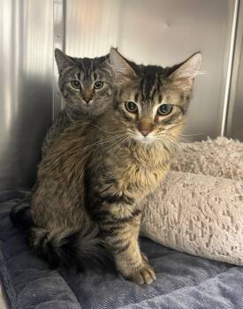 Domestic Medium Hair Cats Available for Adoption - Tito & Burrito  | PetCurious
