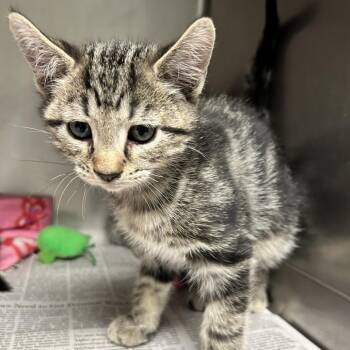 Fred -  Domestic Short Hair Cat for Adoption in Newport, North Carolina - Fred | PetCurious