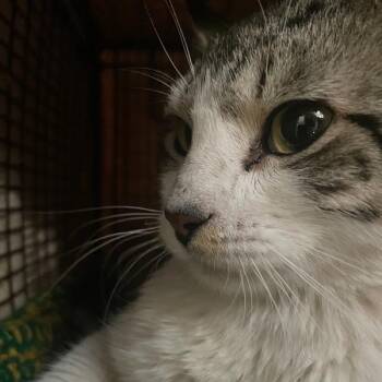 Domestic Short Hair Cats Available for Adoption in Des Moines, Iowa - Paws | PetCurious