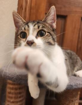 Rescue Domestic Short Hair Cats for Adoption in Oklahoma City, Oklahoma - Moe | PetCurious