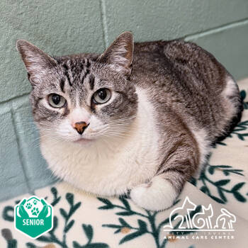 Rescue Domestic Short Hair Cats for Adoption in Irvine, California - ARCO | PetCurious