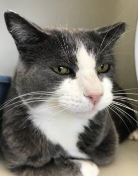 Smudge -  Domestic Short Hair Cat for Adoption in Buena Vista, Colorado - Smudge | PetCurious