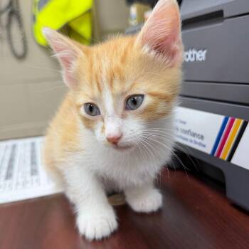 Domestic Short Hair Cats Available for Adoption in Madisonville, Kentucky - Flapjack | PetCurious