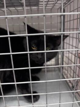 SOI -  Domestic Short Hair and Maine Coon Cat for Adoption in Las Vegas, Nevada - SOI | PetCurious
