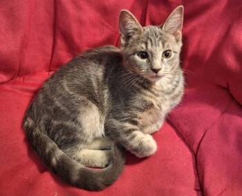 Linguine -  Domestic Short Hair Cat for Adoption in Washington Grove, Maryland - Linguine | PetCurious