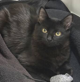 Martynie Farm -  Domestic Long Hair Cat for Adoption in Chandler, Arizona - Martynie Farm | PetCurious