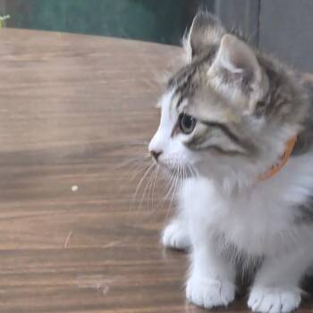 Basil -  Domestic Long Hair Cat for Adoption in Clanton, Alabama - Basil | PetCurious