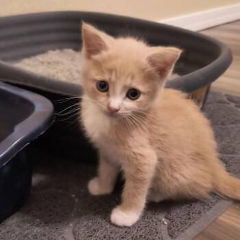 Tammy -  Domestic Short Hair Cat for Adoption in Prescott, Arizona - Tammy | PetCurious