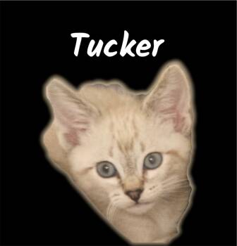 Tucker -  Domestic Short Hair Cat for Adoption in Auburn, California - Tucker | PetCurious