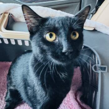 Rescue Domestic Short Hair Cats for Adoption in Santa Rosa Beach, Florida - Onyx A25-237 | PetCurious