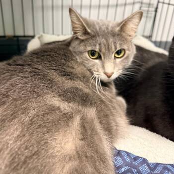 Heather -  Domestic Short Hair Cat for Adoption in Georgetown, Kentucky - Heather | PetCurious