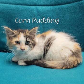 Corn Pudding -  Domestic Long Hair Cat for Adoption in Parkersburg, West Virginia - Corn Pudding | PetCurious
