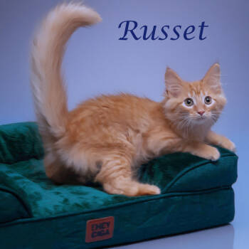 Rescue Domestic Long Hair Cats for Adoption in Lebanon, Tennessee - Russet C25-285 | PetCurious
