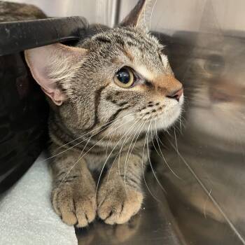 Domestic Short Hair Cats Available for Adoption in Port Charlotte, Florida - Verde | PetCurious