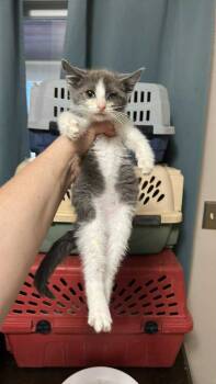 Rescue American Shorthair Cats for Adoption in Albany, Wisconsin - Peony | PetCurious